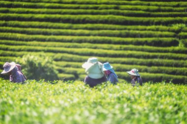 çay plantasyon Chui Fong, Chiang Rai, Tayland, Tayland Asya kadın çiftçi çay toplama yaprak.