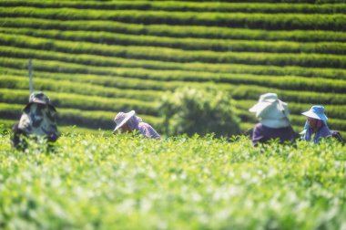 çay yaprakları çay plantasyonda toplama çiftçi 