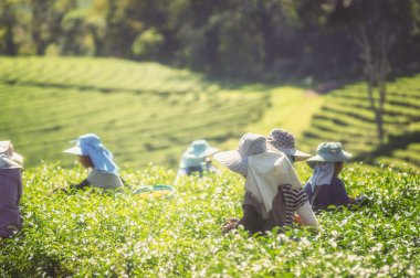 çay yaprakları çay plantasyonda toplama çiftçi 