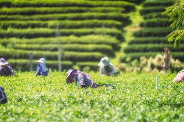 çay yaprakları çay plantasyonda toplama çiftçi 