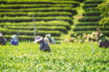 çay plantasyon Chui Fong, Chiang Rai, Tayland, Tayland Asya kadın çiftçi çay toplama yaprak.