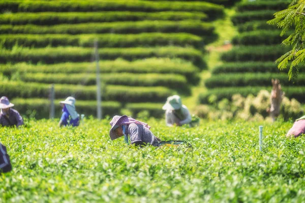 農家の茶畑で茶葉を選んで — ストック写真