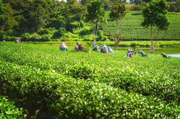 農家の茶畑で茶葉を選んで — ストック写真