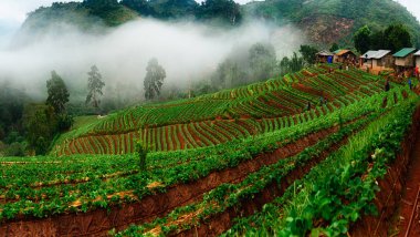 Angkhang çilek çiftlik, Chiang Mai, Tayland
