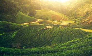 Doi Angkhang, Kuzey Tayland plantasyonunda çay