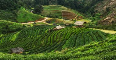 Doi Angkhang, Kuzey Tayland plantasyonunda çay
