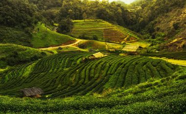 Doi Angkhang, Kuzey Tayland plantasyonunda çay