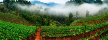 Angkhang çilek çiftlik, Chiang Mai, Tayland