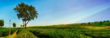 chuifong çay ekimi, Chiangrai Kuzey Tayland.