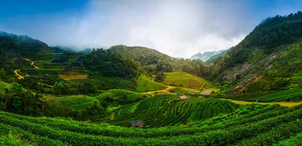 Teplantage på Doi Angkhang, norra Thailand — Stockfoto