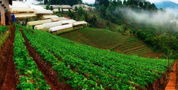 Linda Manhã Angkhang Fazenda Morango Chiang Mai Tailândia — Fotografia de Stock