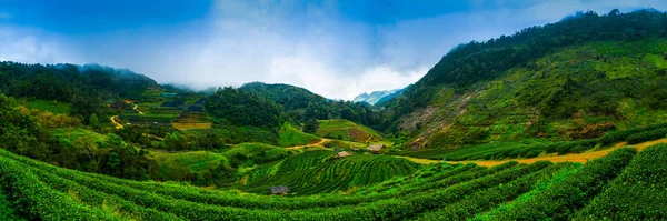 Plantação de chá em Doi Angkhang, norte da Tailândia — Fotografia de Stock