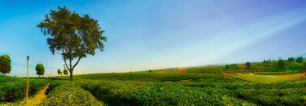 chuifong çay ekimi, Chiangrai Kuzey Tayland.