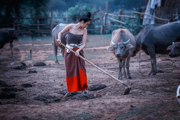 Gyönyörű ázsiai nők Buffalo népviselet öltözött egy — Stock Fotó