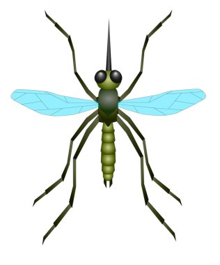 Uzun gövdeli yeşil sivrisinek.