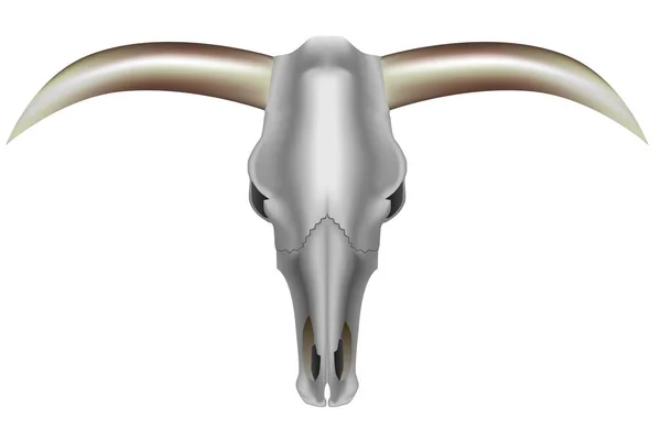 一头公牛的头骨 — 图库矢量图片