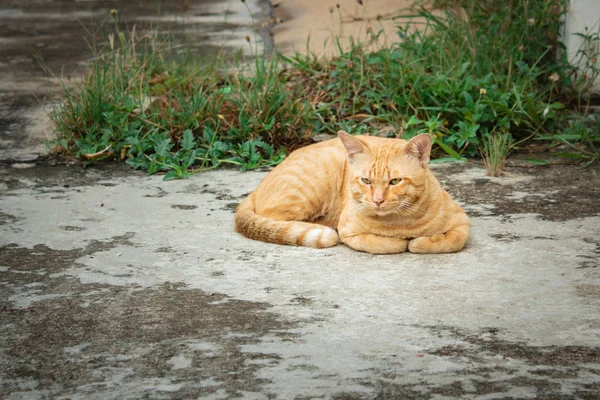 Thailändska bortsprungna katt, Gul katt. — Stockfoto