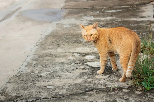 泰国流浪猫，黄猫. — 图库照片