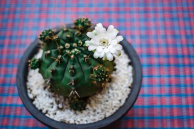 Kaktüs Garden tencerede kaktüs çiçek.