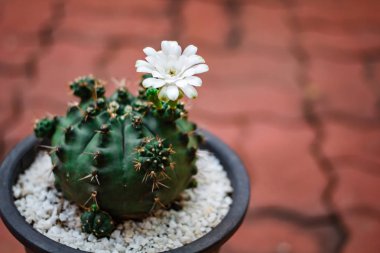 Kaktüs Garden tencerede kaktüs çiçek.
