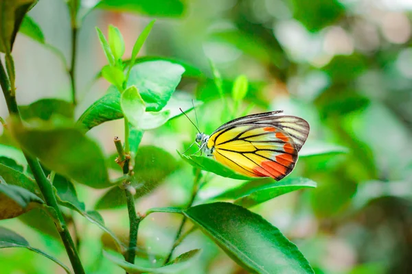 Лайм-метелик (Papillio Demaleus) на дереві . — стокове фото