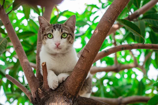 Vackra thailändska katt. — Stockfoto