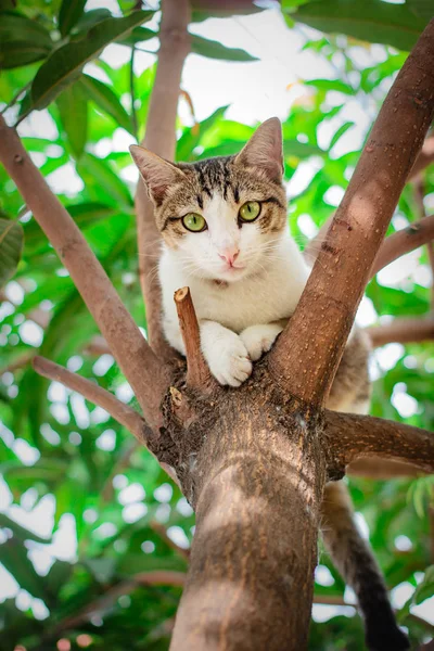 Красивый тайский кот . — стоковое фото