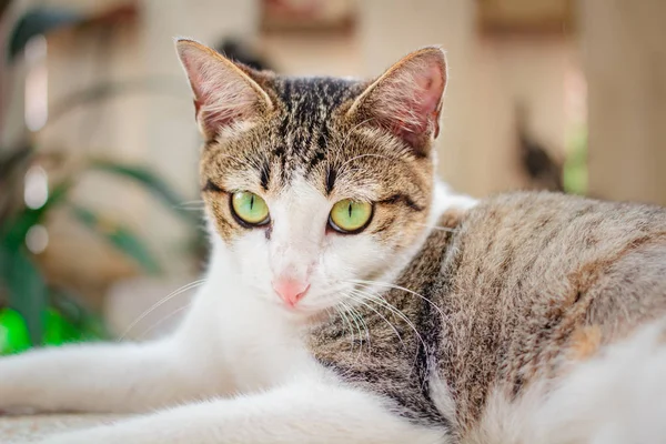 Schöne thailändische Katze. — Stockfoto