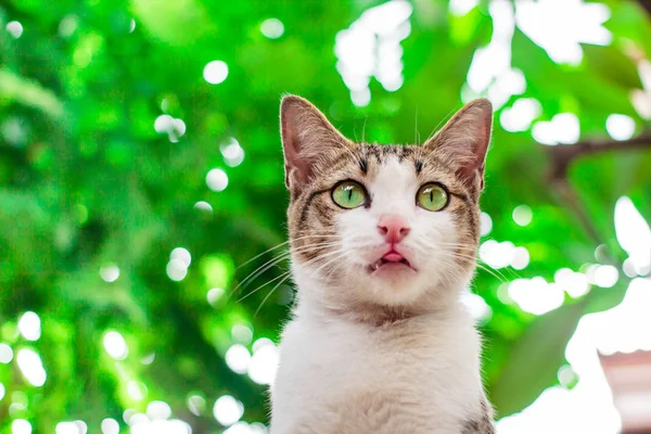 Krásné thajské kočky. — Stock fotografie