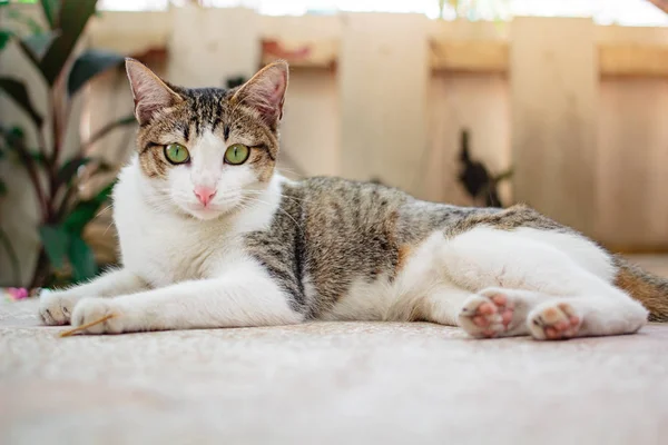 아름 다운 태국 고양이. — 스톡 사진