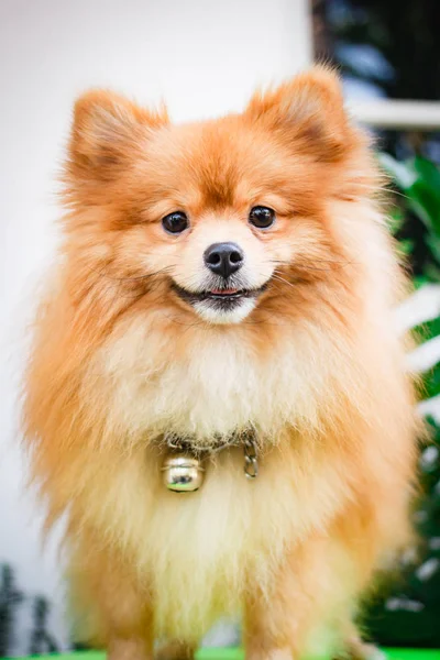 Pomeranian köpek, köpek yavrusu. — Stok fotoğraf