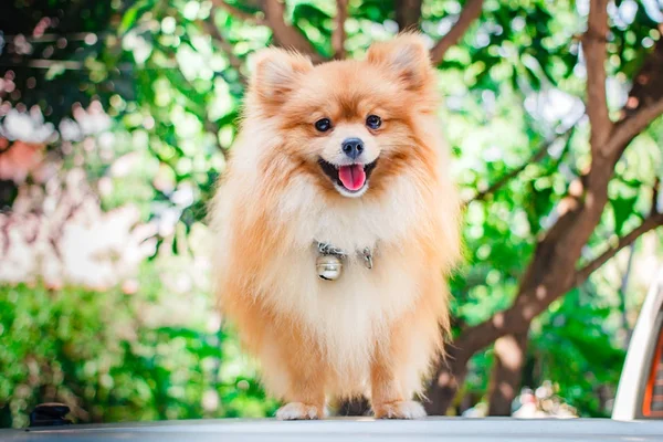 Pomeranian köpek, köpek yavrusu. — Stok fotoğraf