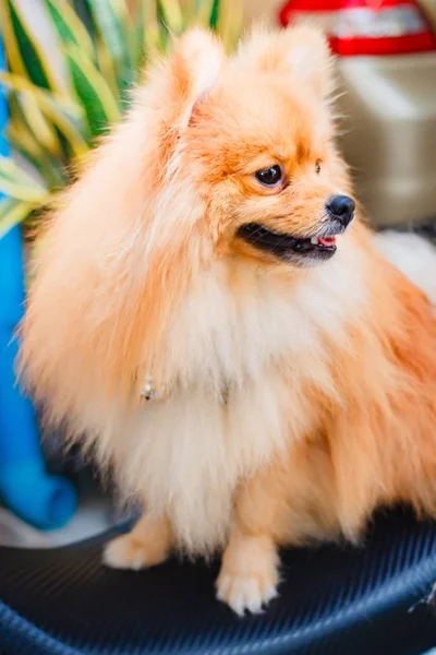 Pomeranian köpek, köpek yavrusu. — Stok fotoğraf