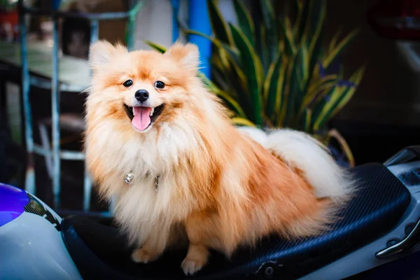Pomeranian köpek, köpek yavrusu. — Stok fotoğraf