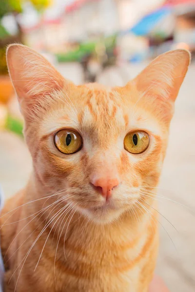 Thailändsk katt så söt. — Stockfoto