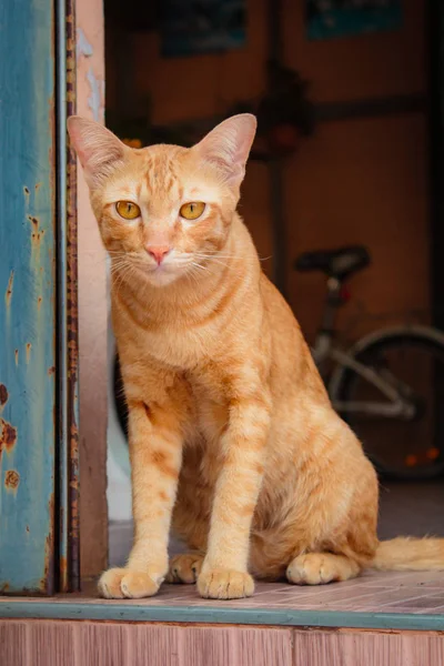 泰国猫真可爱. — 图库照片