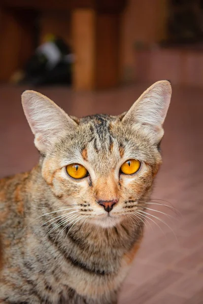 Тайська кішку так мило. — стокове фото