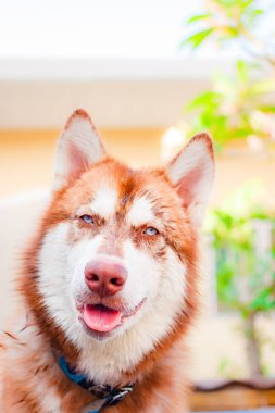 Siberian dış yapraklar içinde ev portresi.