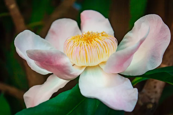 Gustavia gracillima, witte gustavia, witte bloem. — Stockfoto