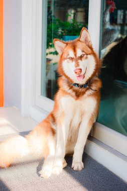 Siberian dış yapraklar içinde ev portresi.