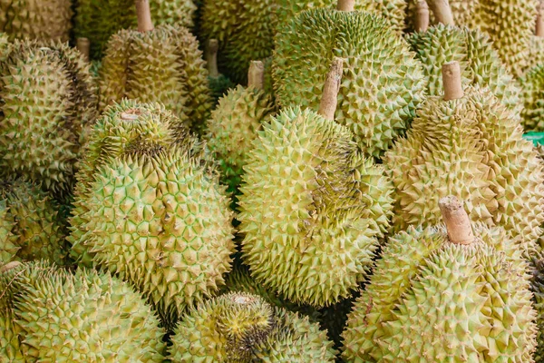 Durian fresco en árbol en huerto . —  Fotos de Stock