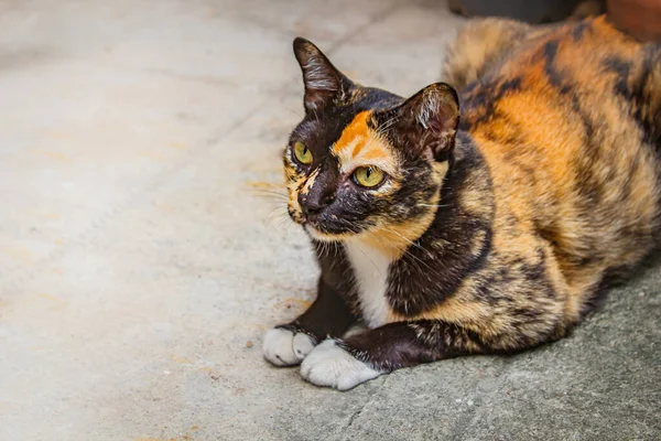 卡利科猫坐在水泥地板上向前看 Mikeneko猫 — 图库照片