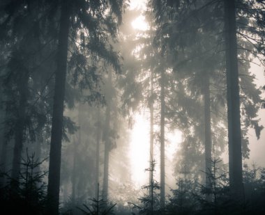 Ormanda sis ve karanlık ağaçlar