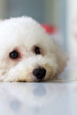 Köpek yerde yatıyor.