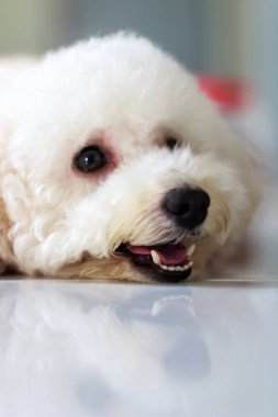 Köpek yerde yatıyor.