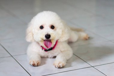 Köpek yerde yatıyor.