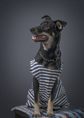 Gri arka planda siyah eğitimli evcil bir köpeğin portresi. Tişörtle.
