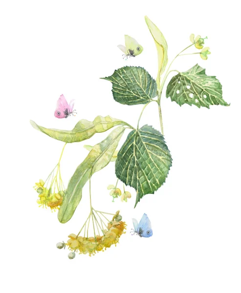 Rama de tilo en flor de acuarela con mariposas. Ilustración pintada a mano aislada sobre fondo blanco . — Foto de Stock