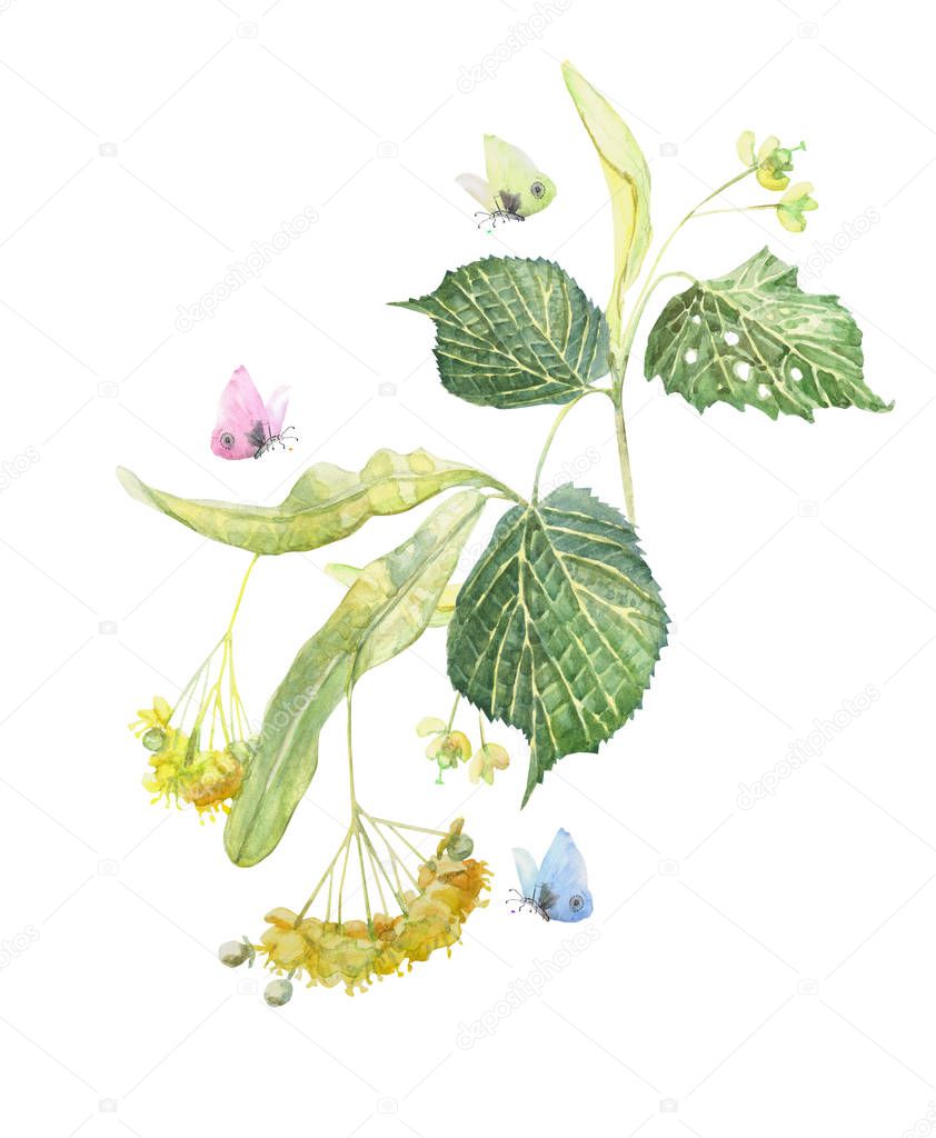 Watercolor blossoming linden branch with butterflies. Hand painted illustration isolated on white background.
