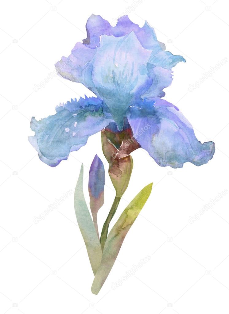 Iris flower, isolated on white background. Watercolor hand painted illustration